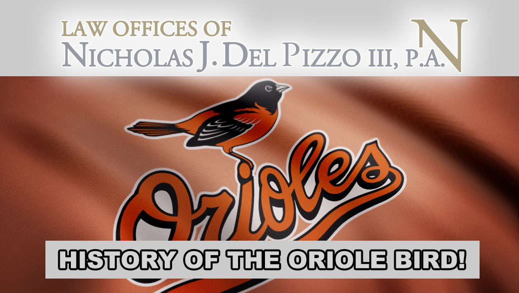 The History of the Oriole Bird!